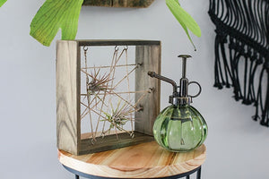 Air Plant Frame