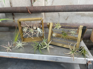 
            
                Load image into Gallery viewer, Air Plant Tillandsia
            
        
