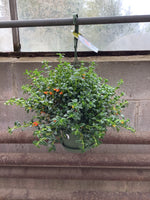 6" hanging Goldfish premium - Wilder & Rain Flowers - Kincardine's florist