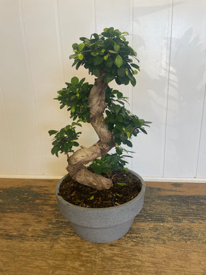 Bonsai Ficus Ginseng