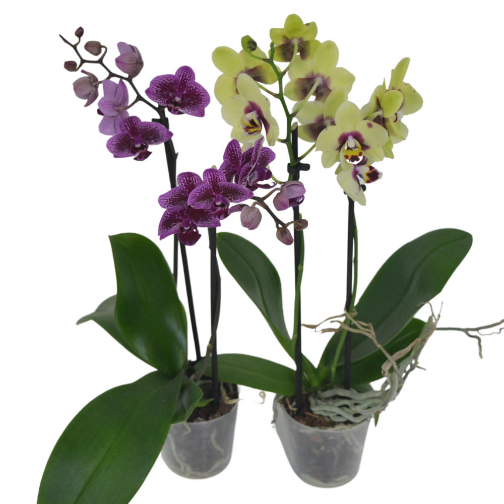 
            
                Load image into Gallery viewer, Cascading Single Spike Orchid in Ceramic Dish - Wilder &amp;amp; Rain Flowers - Kincardine&amp;#39;s florist
            
        