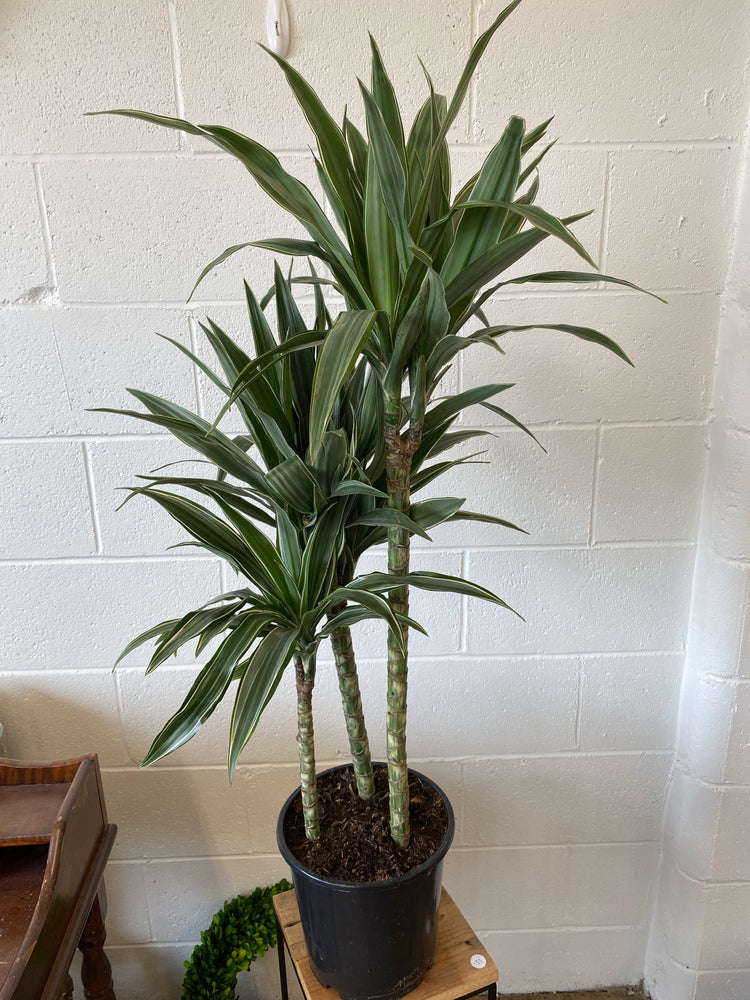 
            
                Load image into Gallery viewer, Dracaena Warneckii Cane - green and white
            
        