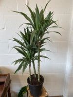 Dracaena Warneckii Cane - green and white