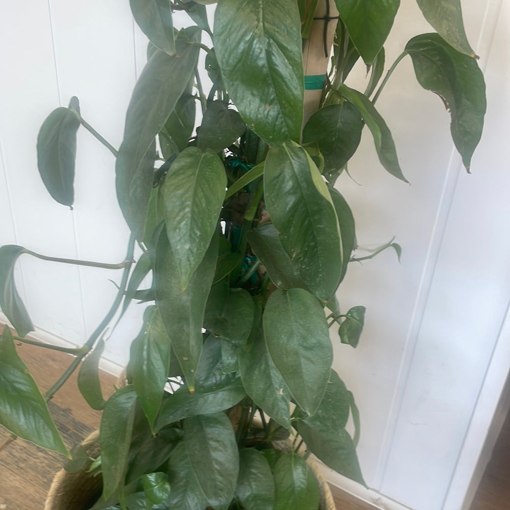 
            
                Load image into Gallery viewer, Pothos Epipremnum Dragon Tail
            
        