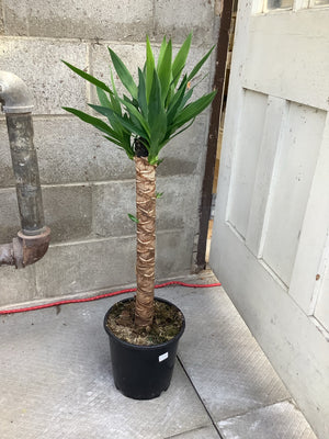 Yucca Cane 1ppp