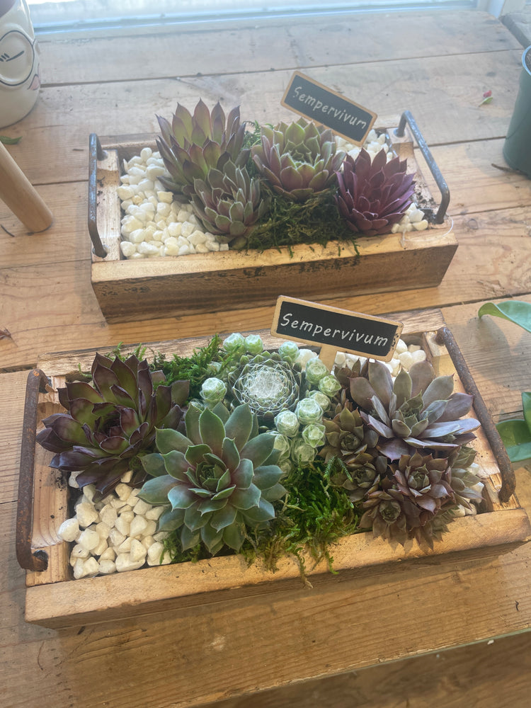 Wooden Tray with Hens & Chicks
