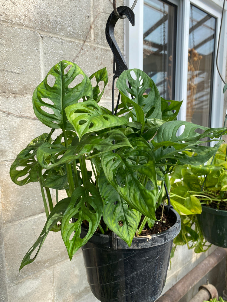 Philodendron Swiss Cheese HB